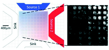 Graphical abstract: An array microhabitat device with dual gradients revealed synergistic roles of nitrogen and phosphorous in the growth of microalgae