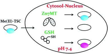 Graphical abstract: Reactivity of Cu(ii)–, Zn(ii)– and Fe(ii)–thiosemicarbazone complexes with glutathione and metallothionein: from stability to dissociation to transmetallation