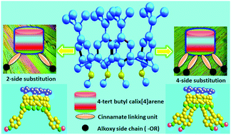 Graphical abstract: Bowl-shaped fluorescent liquid crystals derived from 4-tert butyl calix[4]arene and trans cinnamic acid derivatives