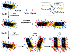 Graphical abstract: Directional self-assembly of gold nanorods into 1D and 2D arrays by quadruple hydrogen bonding