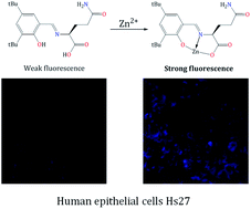 Graphical abstract: Quantum chemical elucidation of the turn-on luminescence mechanism in two new Schiff bases as selective chemosensors of Zn2+: synthesis, theory and bioimaging applications