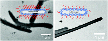 Graphical abstract: Hollow polymer microrods of tunable flexibility from dense amphiphilic block copolymer brushes