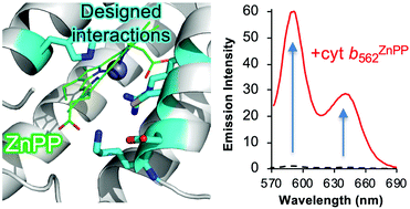 Graphical abstract: Switching protein metalloporphyrin binding specificity by design from iron to fluorogenic zinc