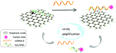 Graphical abstract: An enzyme-free amplification strategy based on two-photon fluorescent carbon dots for monitoring miR-9 in live neurons and brain tissues of Alzheimer's disease mice