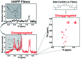 Graphical abstract: Small molecule induced toxic human-IAPP species characterized by NMR