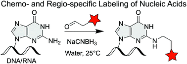 Graphical abstract: Selective functionalization at N2-position of guanine in oligonucleotides via reductive amination