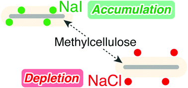 Graphical abstract: Salt-induced LCST-type thermal gelation of methylcellulose: quantifying non-specific interactions via fluctuation theory
