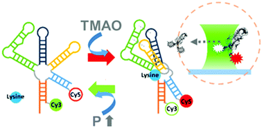Graphical abstract: High pressure single-molecule FRET studies of the lysine riboswitch: cationic and osmolytic effects on pressure induced denaturation