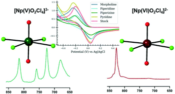 Graphical abstract: Impacts of hydrogen bonding interactions with Np(v/vi)O2Cl4 complexes: vibrational spectroscopy, redox behavior, and computational analysis