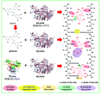 Graphical abstract: Interaction of myofibrillar proteins and epigallocatechin gallate in the presence of transglutaminase in solutions
