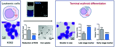 Graphical abstract: Prussian blue nanoparticles induce myeloid leukemia cells to differentiate into red blood cells through nanozyme activities