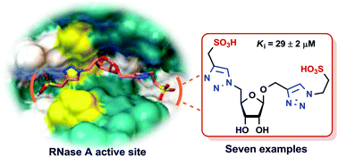 Graphical abstract: Design of configuration-restricted triazolylated β-d-ribofuranosides: a unique family of crescent-shaped RNase A inhibitors