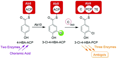 Graphical abstract: In vitro characterization of 3-chloro-4-hydroxybenzoic acid building block formation in ambigol biosynthesis