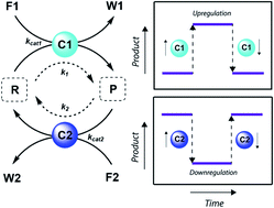 Graphical abstract: On the use of catalysis to bias reaction pathways in out-of-equilibrium systems
