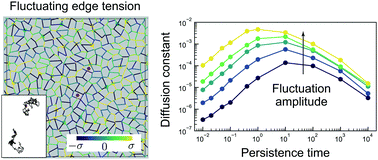 Graphical abstract: Non-monotonic fluidization generated by fluctuating edge tensions in confluent tissues