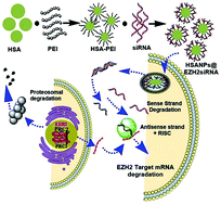 Graphical abstract: A non-viral nano-delivery system targeting epigenetic methyltransferase EZH2 for precise acute myeloid leukemia therapy