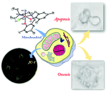 Graphical abstract: Osmium(vi) nitride triggers mitochondria-induced oncosis and apoptosis