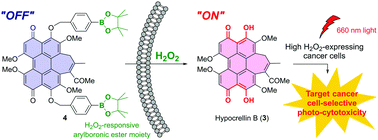 Graphical abstract: Hypocrellin B-based activatable photosensitizers for specific photodynamic effects against high H2O2-expressing cancer cells