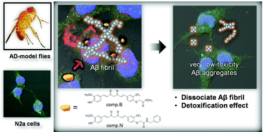 Graphical abstract: Detoxification of amyloid β fibrils by curcumin derivatives and their verification in a Drosophila Alzheimer's model