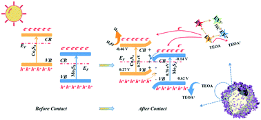 Graphical abstract: ZIF-67 derived hierarchical hollow Co3S4@Mo2S3 dodecahedron with an S-scheme surface heterostructure for efficient photocatalytic hydrogen evolution