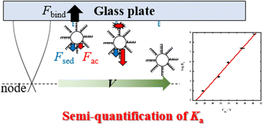 Graphical abstract: Semi-quantification of the binding constant based on bond breaking in a combined acoustic–gravitational field