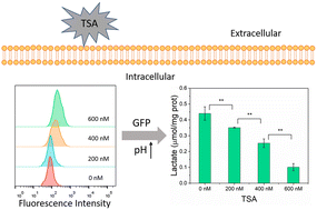 Graphical abstract: A dynamic fluorescence probed glycolysis suppression process in HeLa cells treated with trichostatin A