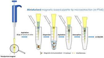 Graphical abstract: Analysis of microsamples by miniaturized magnetic-based pipette tip microextraction: determination of free cortisol in serum and urine from very low birth weight preterm newborns