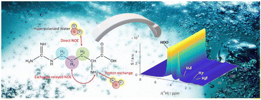 Graphical abstract: Nuclear Overhauser spectroscopy in hyperpolarized water – chemical vs. magnetic exchange