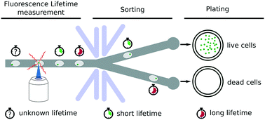 Graphical abstract: Fluorescence lifetime activated droplet sorting (FLADS) for label-free sorting of Synechocystis sp. PCC6803