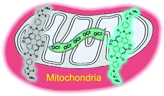 Graphical abstract: A perylene diimide-based fluorescent probe for the selective detection of hypochlorite in living cells