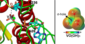 Graphical abstract: Biological noncovalent N/O⋯V interactions: insights from theory and protein data bank analyses