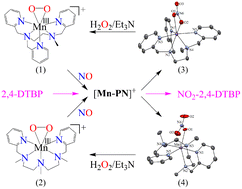 Graphical abstract: Exploring the nitric oxide dioxygenation (NOD) reactions of manganese–peroxo complexes