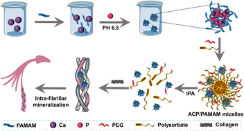 Graphical abstract: Intrafibrillar mineralization of type I collagen by micelle-loaded amorphous calcium phosphate nanoparticles