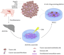 Graphical abstract: Construction of 3D tumor in vitro models with an immune microenvironment exhibiting similar tumor properties and biomimetic physiological functionality