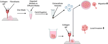 Graphical abstract: Fibroblast proximity to a tumor impacts fibroblast extracellular vesicles produced by 3D bioprinted stromal models
