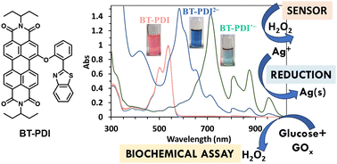 Graphical abstract: Perylene diimide–hydroxyphenyl benzothiazole–based new class of radical anions/dianions: biochemical assay for glucose detection
