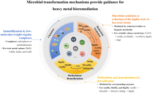 Graphical abstract: Advances in mechanism for the microbial transformation of heavy metals: implications for bioremediation strategies