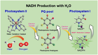 Graphical abstract: Catalytic reduction of NAD(P)+ to NAD(P)H