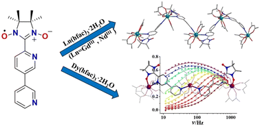 Graphical abstract: Lanthanide–radical complexes derived from a nitronyl nitroxide ligand with chelating and bridging functions: structure and magnetic properties