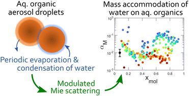 Graphical abstract: Unexpected concentration dependence of the mass accommodation coefficient of water on aqueous triethylene glycol droplets