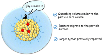 Graphical abstract: Revising exciton diffusion lengths in polymer dot photocatalysts