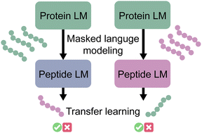 Graphical abstract: Substrate prediction for RiPP biosynthetic enzymes via masked language modeling and transfer learning