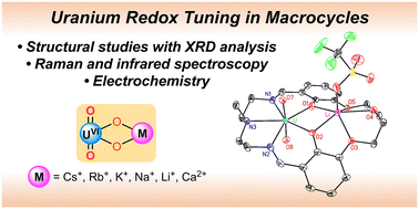 Graphical abstract: Macrocyclic control of electron transfer to high valent uranium in heterobimetallic complexes