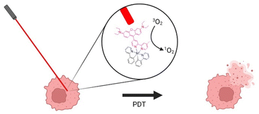 Graphical abstract: Metal complexes with a twist: modified rhodamines as a promising theranostic approach for combating cancer