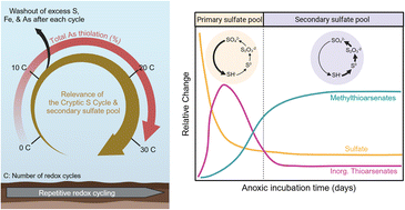 Graphical abstract: Sulfur depletion through repetitive redox cycling unmasks the role of the cryptic sulfur cycle for (methyl)thioarsenate formation in paddy soils