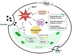 Graphical abstract: Physiological and transcriptomic responses of Chlorella vulgaris to novel antibacterial nanoparticles of ethyl cyanoacrylate polymer
