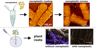 Graphical abstract: Adaptive responses of Bacillus subtilis underlie differential nanoplastic toxicity with implications for root colonization
