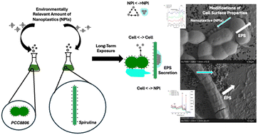 Graphical abstract: Polystyrene nanoplastics trigger changes in cell surface properties of freshwater and marine cyanobacteria