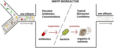 Graphical abstract: High levels of antibiotics released by a pharmaceutical manufacturer negatively impacted wastewater treatment plant performance