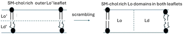 Graphical abstract: Effect of a scramblase activator upon lipid and probe scrambling and membrane domain formation in HEK 293T cells